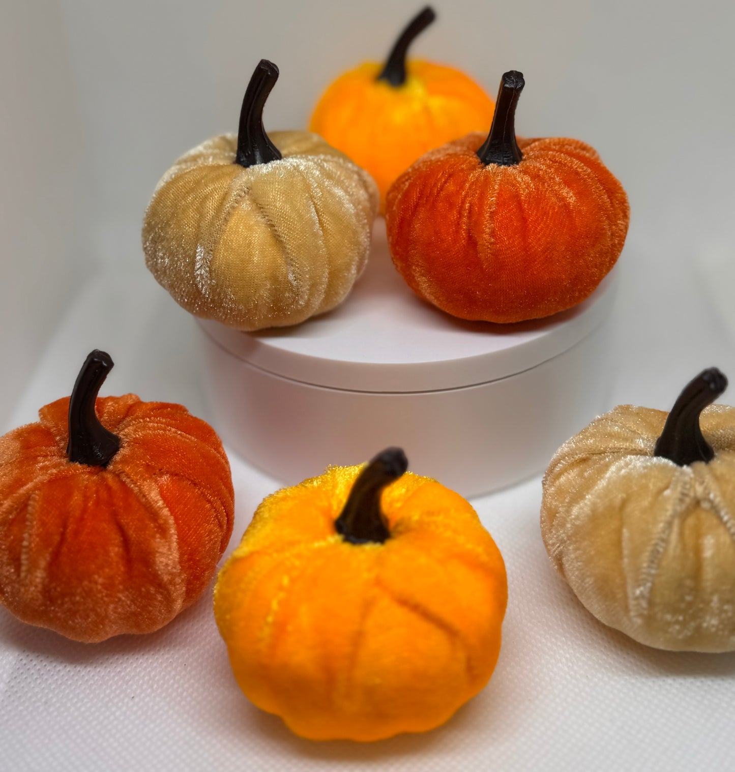 6 Pack Velvet Pumpkin